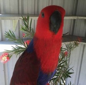 Meet your Posher, George